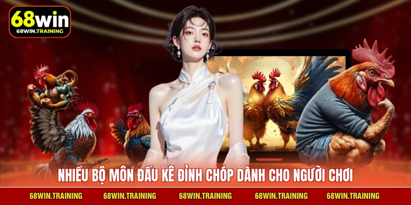 Nhiều bộ môn đấu kê đỉnh chóp dành cho người chơi